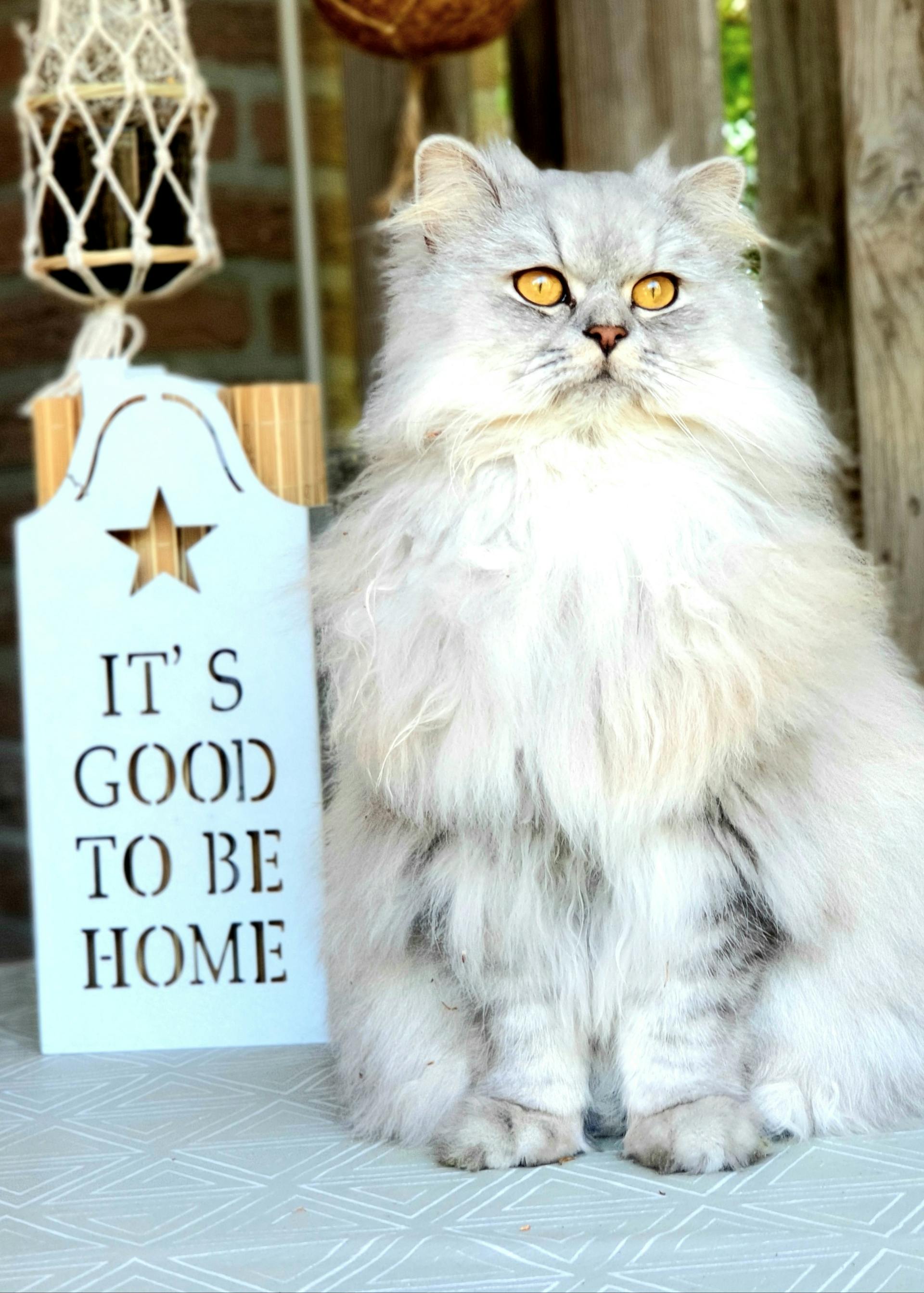Fluffy indoor cat
