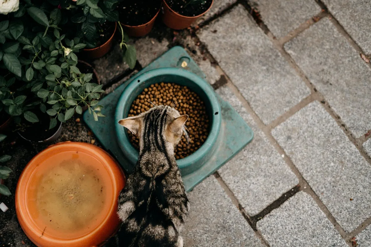 Cat eating dry kibble from a food dish