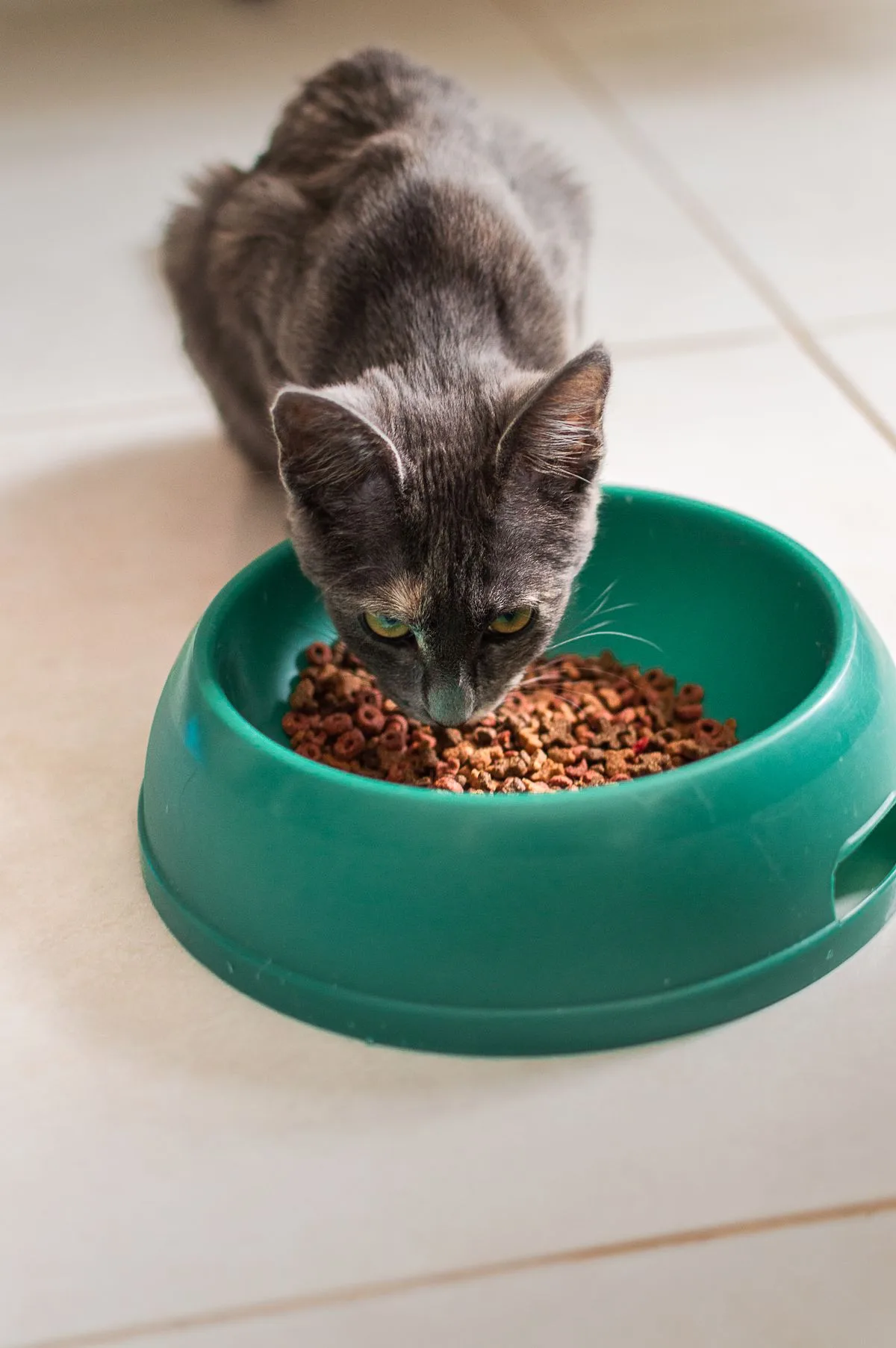 Gray cat eating wet food from a green bowl