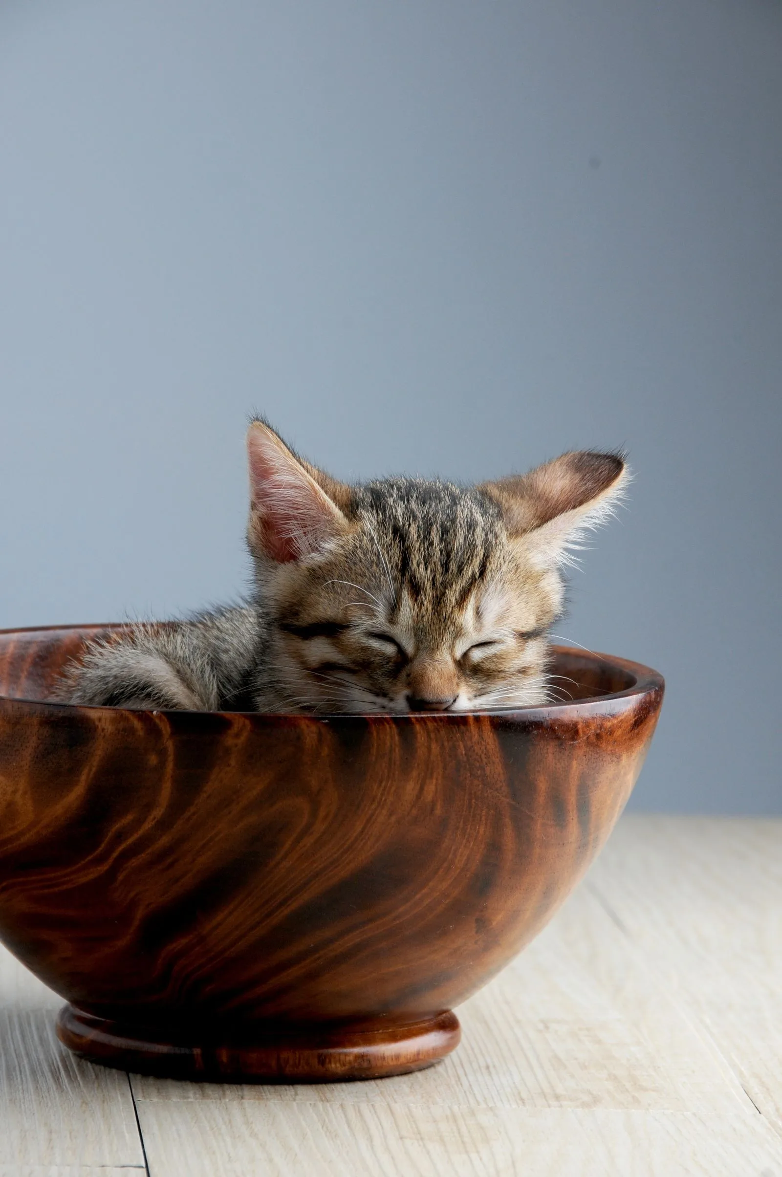Tabby kitten in a bowl