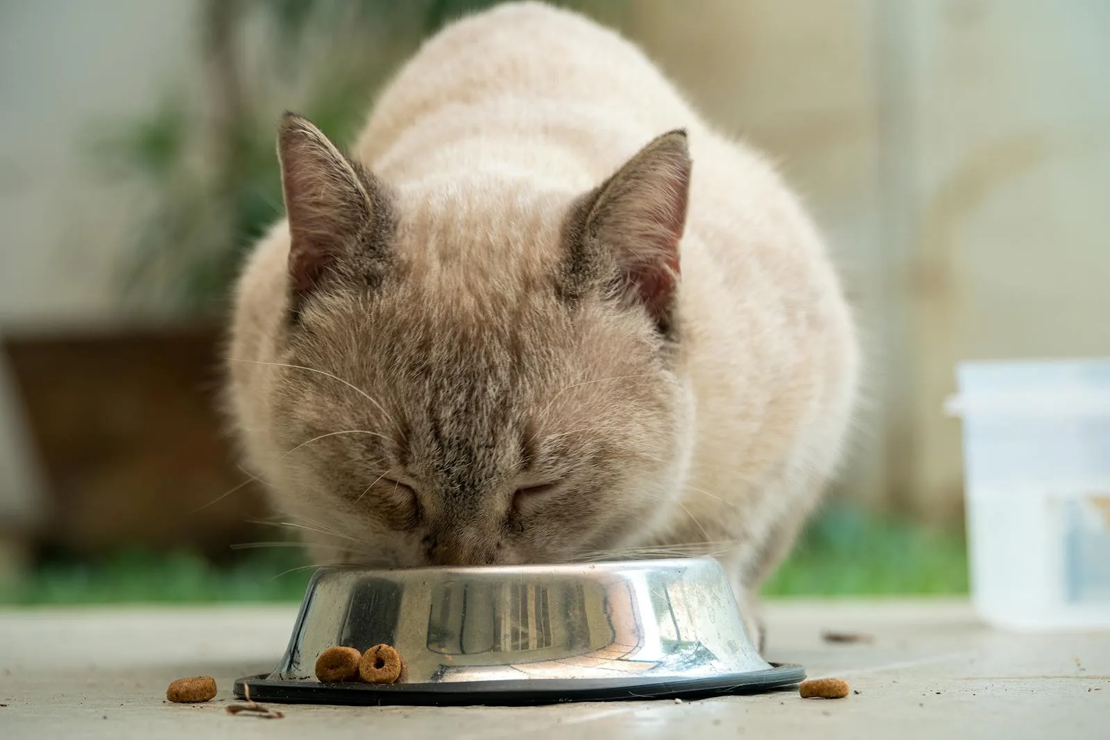 Siamese cat eating from bowl