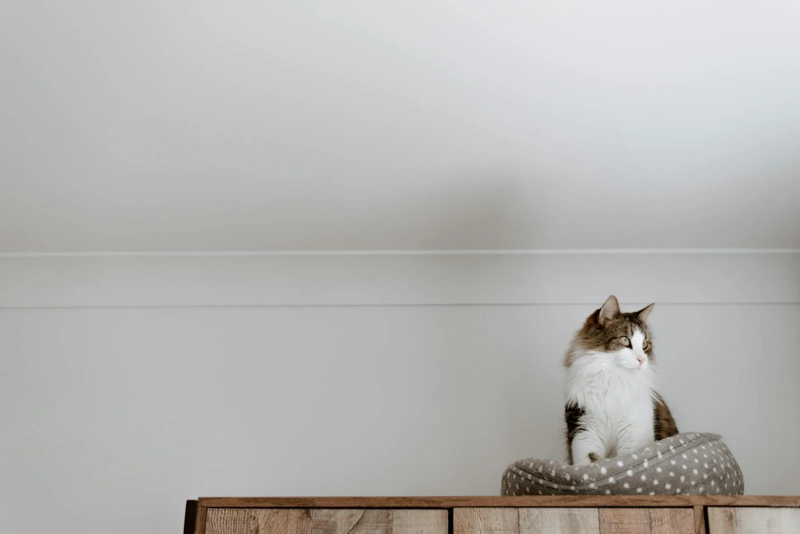 Cat resting on soft bed