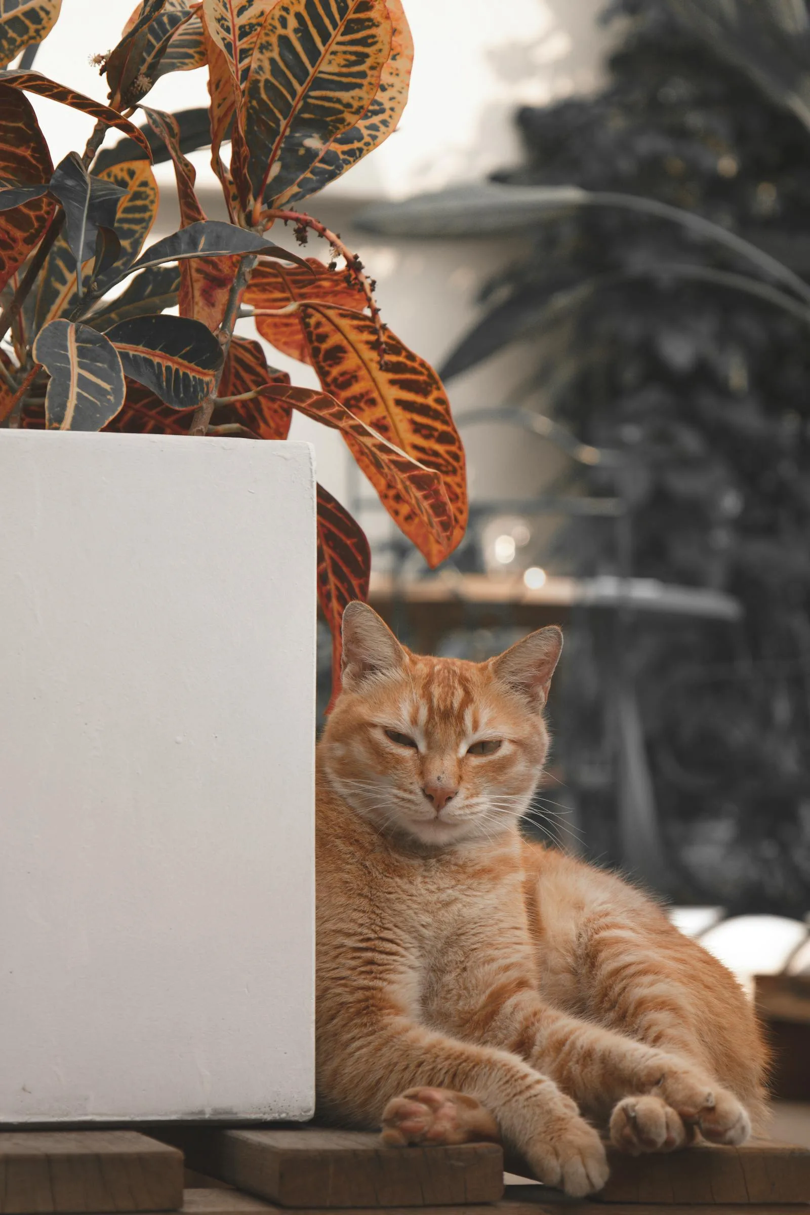 Ginger cat at cozy windowsill