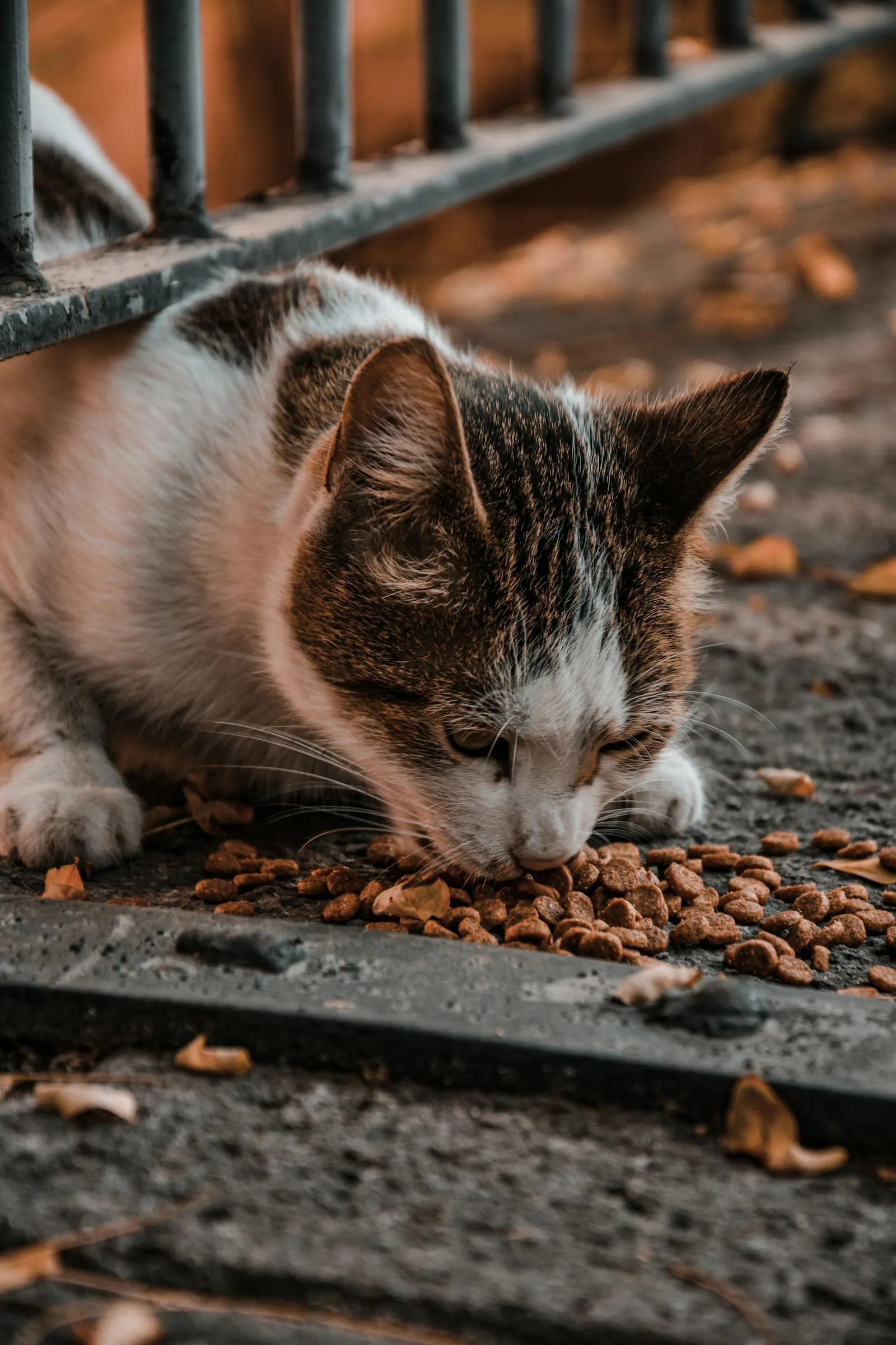 Cat eating food from bowl